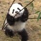 Watch: Baby Panda Wrestles Bamboo Sticks