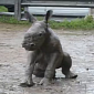 Watch: Baby Rhino Takes a Mud Bath, Learns What Wallowing Is All About