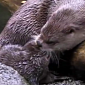 Watch: Baby River Otter Named Molalla Learns to Swim