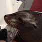 Watch: Baby Sea Lion Climbs Aboard Boat, Snuggles Sailor