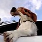 Watch: Basset Hound Goes for a Ride in a Porsche, Cuteness Ensues