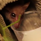 Watch: Bat Named Blossom Makes Amazing Recovery After Cat Attack