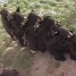 Watch: Bears Form a Conga Line