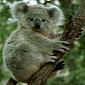 Watch: Bike Hits a Koala, the Animal Escapes Unharmed