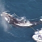 Watch: Biologists Help Whale Entangled in Fishing Gear