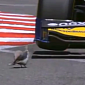 Watch: Bird Does Parkour, Dodges Formula 1 Car Speeding at 120 Mph (193 Km/h)
