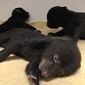 Watch: Black Bear Cubs Spell Cuteness Overdose
