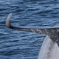 Watch: Blue Whale's Tail Looks like an Airplane Wing
