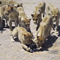 Watch: Camera Buggy Meets Lions, Lives to Tell the Tale