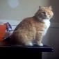 Watch: Cat Attempts Spiderman Impersonation, Fails Miserably