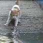 Watch: Cat Battles Crocodile, Wins