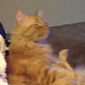 Watch: Cat Enjoying a Hockey Game Will Not Be Disturbed