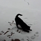 Watch: Cat Experiences Snow for the First Time Ever, and It's Hilarious