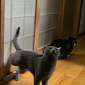 Watch: Cat Has the Most Obnoxious Way Ever of Knocking on a Door