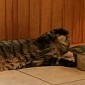 Watch: Cat Is So Lazy It Won't Even Get Up to Drink Water