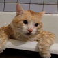 Watch: Cat Is Too Fat to Get Out of the Bathtub