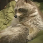 Watch: Cat and Raccoon Are Totally in Love with One Another