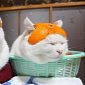 Watch: Cats Sport Orange Peel Hats