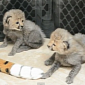 Watch: Cheetah Cubs at Dallas Zoo Are Utterly Adorable, Incredibly Playful