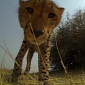 Watch: Cheetah Gives Camera Big, Sloppy Kiss