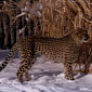 Watch: Cheetah and Pooch Play in the Snow