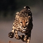 Watch: Cheetahs Stretch Their Legs on a Horse Racing Track