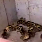 Watch: Cops Rescue Ducklings and Their Mother