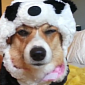 Watch: Corgi Is Forced to Wear Panda Costume, Hates Every Second of It