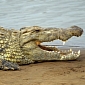Watch: Crocodiles Have the World's Strongest Bite