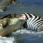 Watch: Crocodiles Take Down Almost All Sorts of Prey