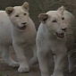 Watch: Cruelty of Canned Lion Hunting Exposed