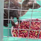 Watch: Cruelty of the Civet Coffee Industry Exposed in Shocking Video