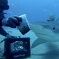 Watch: Daredevils Get Freakishly Close to Tiger Sharks, Even Pet Them