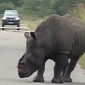 Watch: De-Horned Rhino Stumbles Around the Krueger National Park