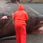 Watch: Dead Whale Explodes When Man Tries to Open Its Stomach