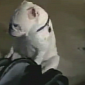 Watch: Deaf Bulldog Dancing to the Blues Goes Viral