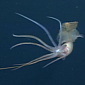 Watch: Deep Sea Squid Use Their Tentacles to Lure Prey