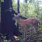 Watch: Deer Farts in a Forest, and It Most Definitely Makes a Sound