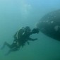 Watch: Diver Comes Face to Face with a Mother Whale and Its Calf