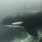 Watch: Diver Has Close Encounter with Orcas