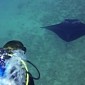 Watch: Diver Swims with a Shoal of Giant Manta Rays