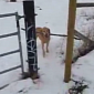 Watch: Dog Is Desperate to Take a Stick Home, Evil Fence Won't Let It