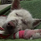 Watch: Dog Living in Trash Pile Is Rescued, Makes Amazing Recovery