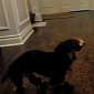 Watch: Dog Puts on Fancy Shoes, Doesn't Quite Know How to Walk in Them