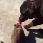 Watch: Dog Rescues Cat with a Plastic Cup Stuck on Its Head