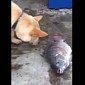 Watch: Dog Tries to Save Dying Fish Lying on the Ground