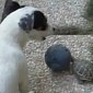 Watch: Dog and Tortoise Play Football with One Another