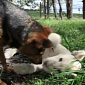 Watch: Dog and White Lion Cub Are Best Friends