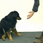 Watch: Dogs Adorably Confused by Magic Trick