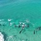 Watch: Dolphins Caught on Camera Surfing in Australia